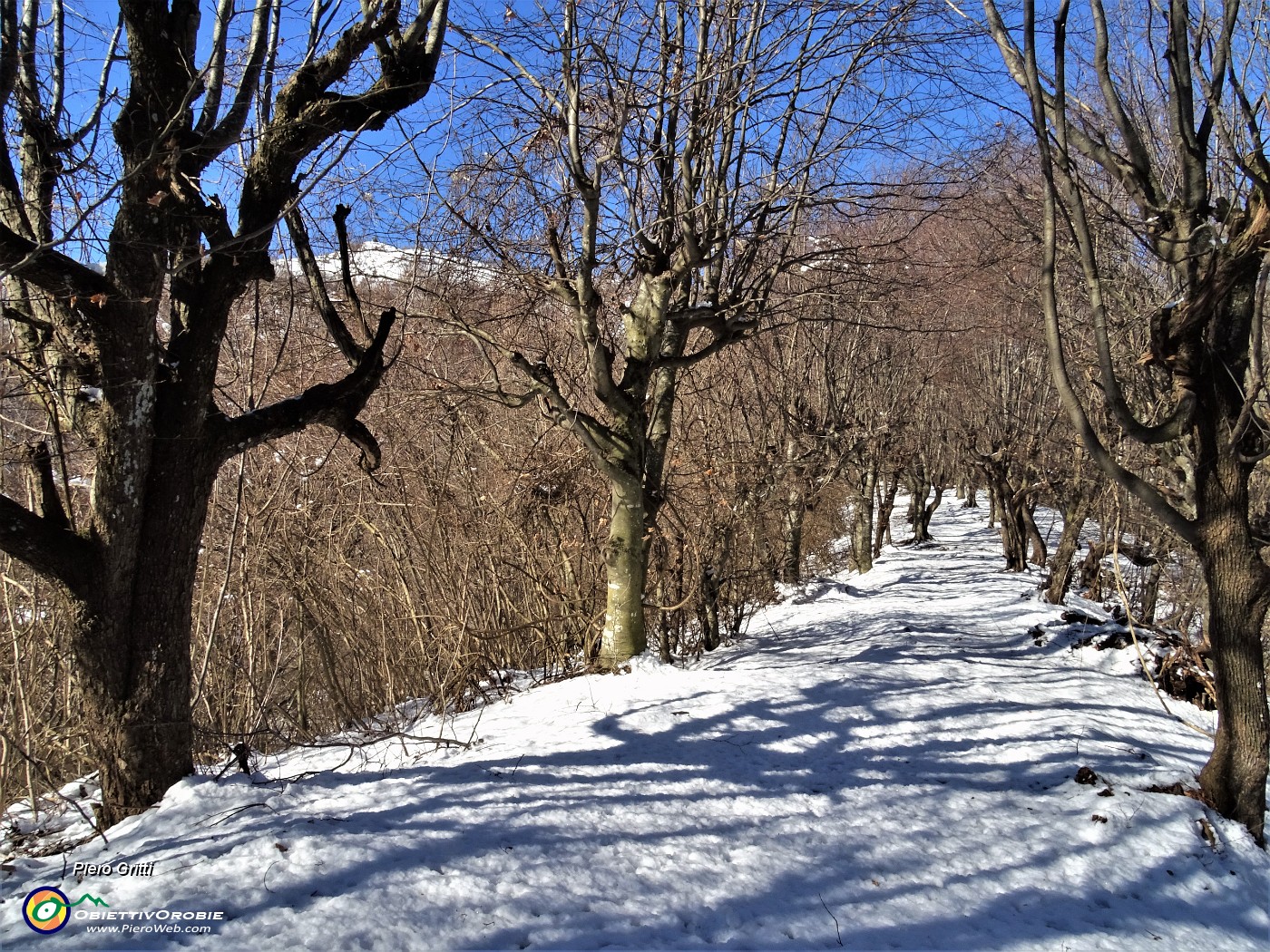 29 Proseguo come su un viale alberato .JPG